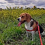 dog, beagle, pet, animal, grass, field, flowers, sunflowers, nature, outdoor, cloudy_sky, leash, harness, tongue_out, sitting, greenery, canine, summer, daytime, scenery