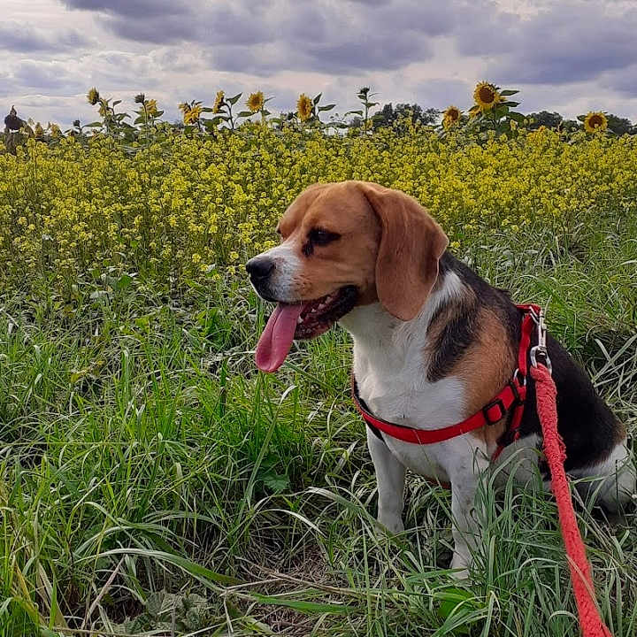 Ulysse a rejoint le concours — aidez-le/la à gagner de superbes lots ! animal, beagle, canine, cloudy_sky, daytime, dog, field, flowers, grass, greenery, harness, leash, nature, outdoor, pet, scenery, sitting, summer, sunflowers, tongue_out
