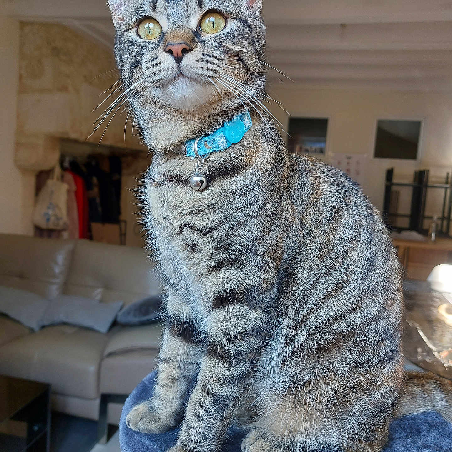 Pearl a rejoint le concours — aidez-le/la à gagner de superbes lots ! abyssinian, accessories, animal, architecture, bag, building, cat, chair, collar, couch, furniture, handbag, homedecor, indoors, kitten, livingroom, manx, pet, room, strap