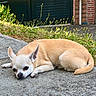 Gaby a rejoint le concours — aidez-le/la à gagner de superbes lots ! dog, chihuahua, small_dog, cream_coat, lying_down, outdoor, pavement, driveway, garage, brick_house, garden, weeds, plant, sunlight, portrait, animal, pet, relaxed, ears, tail