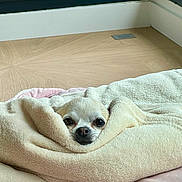 Gaby participe au concours pour gagner de l'argent avec cette photo : dog, chihuahua, small_dog, puppy, blanket, wrapped, cozy, sleepy, cute, face, eyes, nose, fur, bed, bedding, indoor, window, home, portrait, relaxed