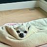 dog, chihuahua, small_dog, puppy, blanket, wrapped, cozy, sleepy, cute, face, eyes, nose, fur, bed, bedding, indoor, window, home, portrait, relaxed