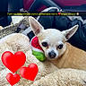 Gaby participe au concours pour gagner de l'argent avec cette photo : chihuahua, dog, puppy, pet, birthday, blanket, plush_toy, car_interior, seated, portrait, large_ears, brown_and_white, cute, heart_stickers, text_overlay, happy_birthday, animal, close_up, cozy, celebration