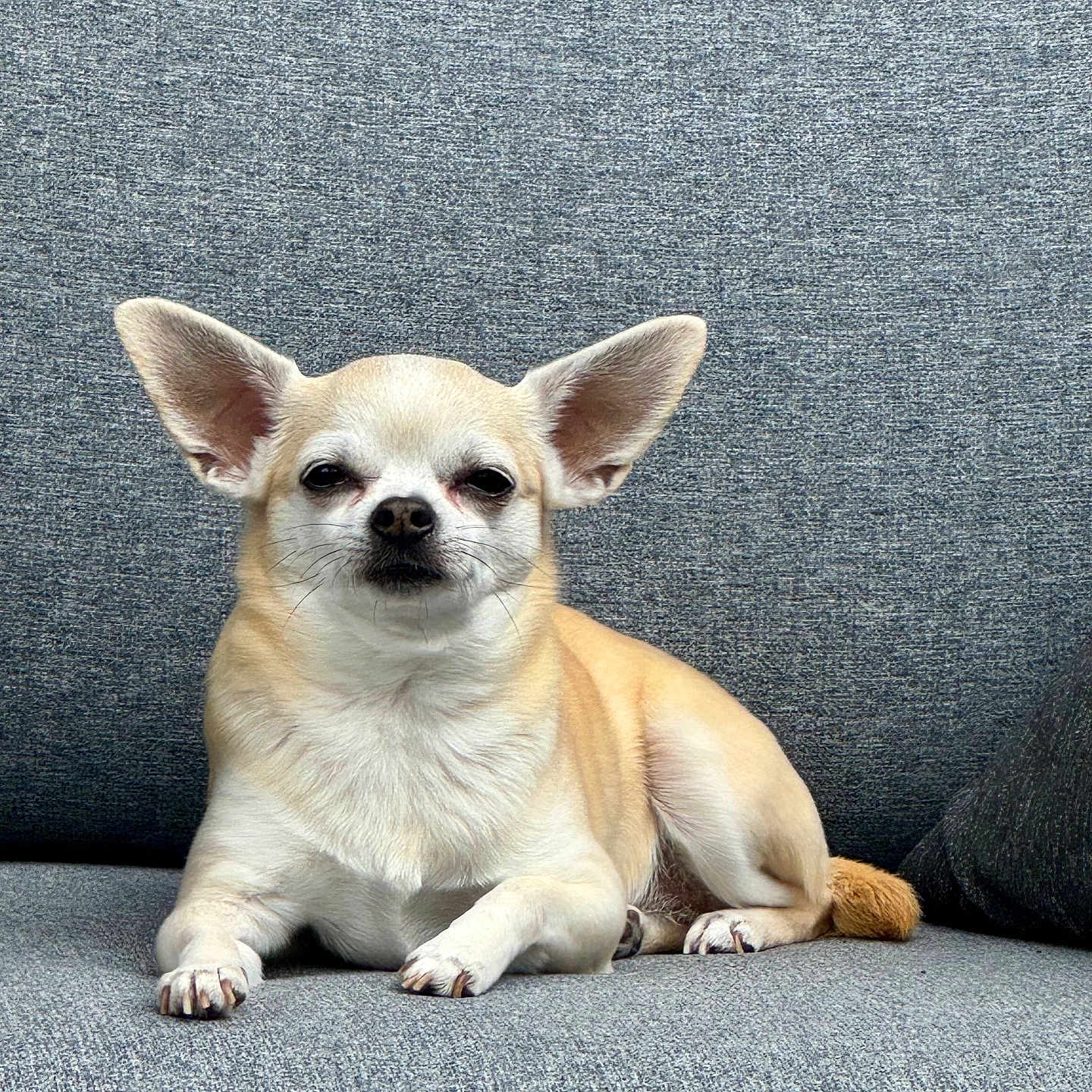Gaby participe au concours pour gagner de l'argent avec cette photo : dog, chihuahua, small_dog, pet, animal, sitting, couch, indoors, portrait, cream_fur, large_ears, pointed_ears, black_nose, dark_eyes, paws, tail, short_hair, gray_background, close_up, funny_expression