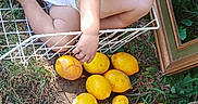 Ranger is registered to the contest to win money with this photo: basket, blue_eyes, child, diaper, dirt, face, feet, fruit, grass, hand, happy, lemons, nature, outdoor, picture_frame, playful, pot, smiling, sunlight, toddler