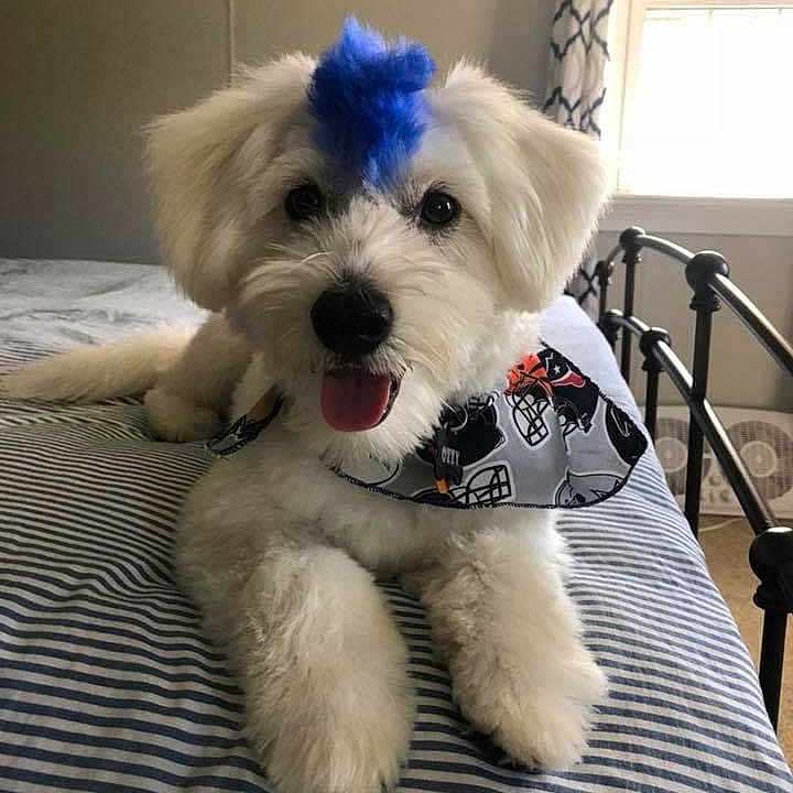 Ozzy Pawsborne