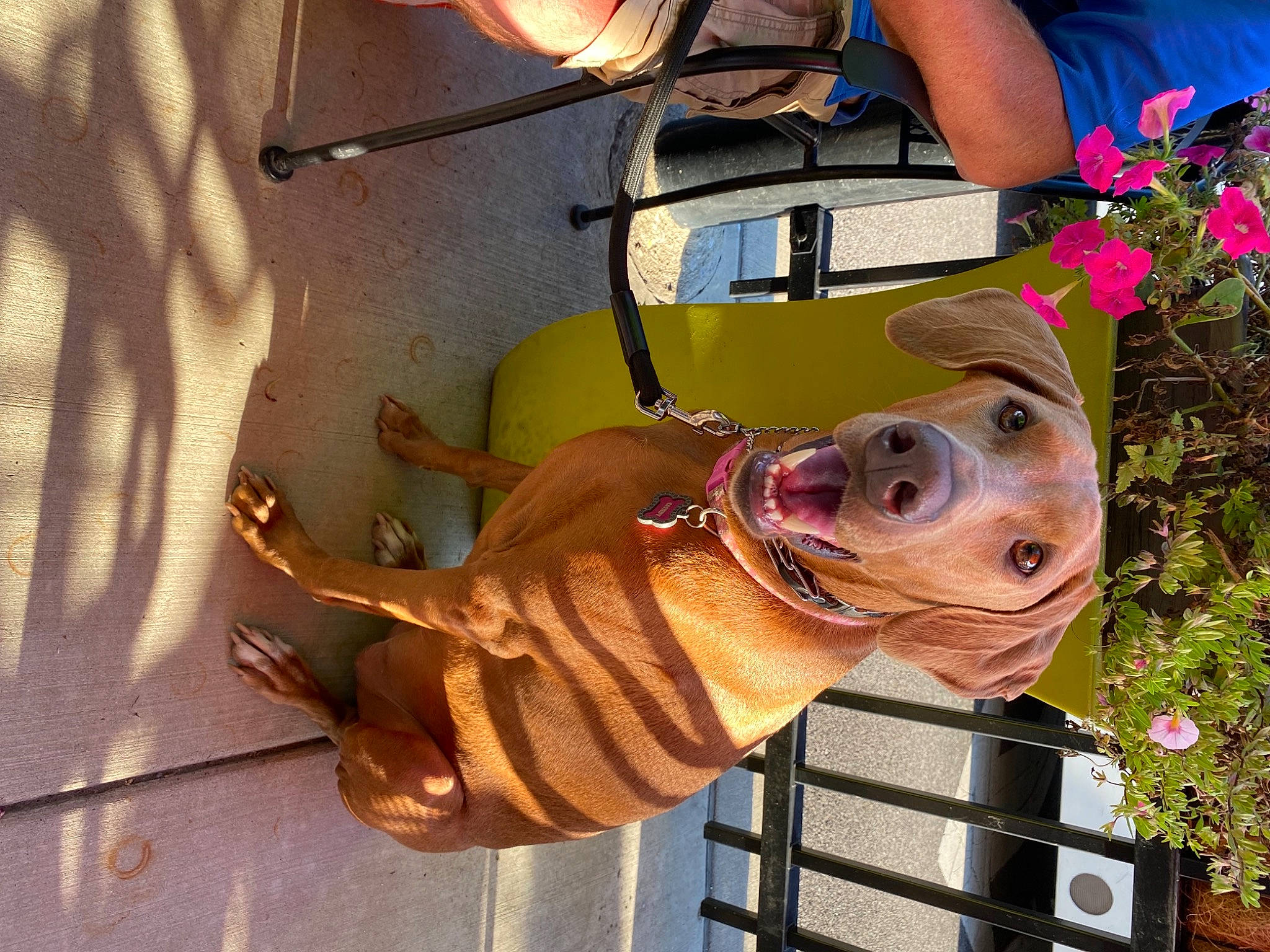 Cassidy joined the competition — help win amazing prizes! carnivore, collar, companion_dog, dog, dog_breed, dog_collar, dog_supply, eyewear, fashion_accessory, fawn, flower, hat, leash, liver, pet_supply, plant, snout, sporting_group, working_animal, wrinkle
