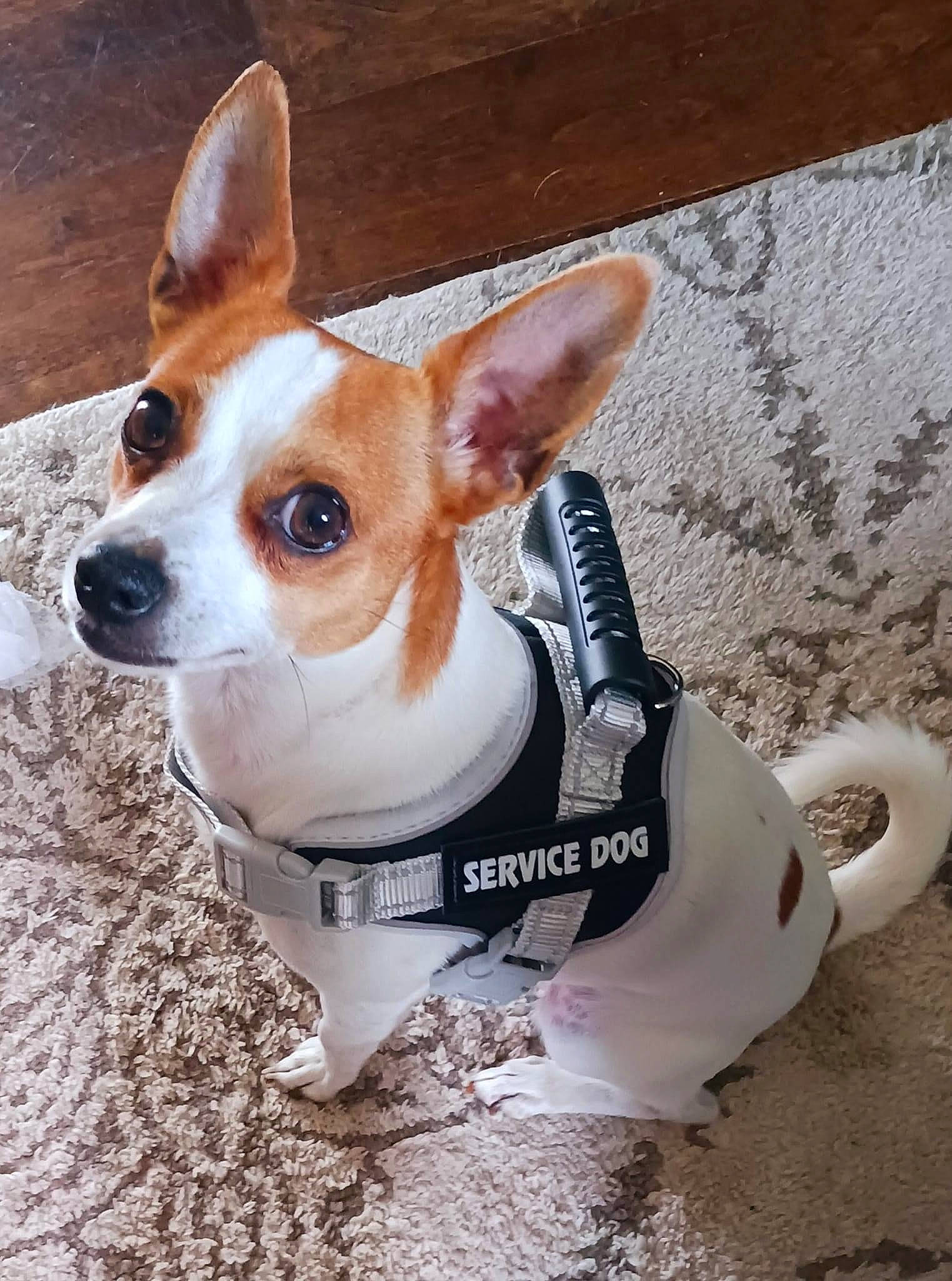 Koda is registered to the contest to win money with this photo: canidae, carnivore, chihuahua, collar, companion_dog, dog, dog_breed, dog_clothes, dog_collar, dog_supply, fawn, fur, pet_supply, snout, sporting_group, terrestrial_animal, terrier, toy_dog, whiskers, working_animal