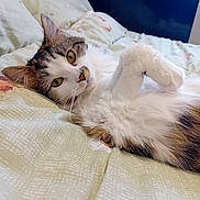 Sky joined the competition — help win amazing prizes! animal, bed, cat, close_up, comfort, cute, domestic, feline, fluffy, fur, indoor, lying_down, paw, pet, relaxed, resting, sleepy, soft, whiskers, yellow_eyes