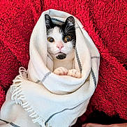 Nixie joined the competition — help win amazing prizes! black, blanket, cat, comfort, cozy, curious, cute, fur, human_hand, indoor, paws, pet, red_background, resting, snuggled, textile, texture, white, wide_eyes, wrapped