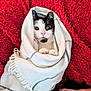 black, blanket, cat, comfort, cozy, curious, cute, fur, human_hand, indoor, paws, pet, red_background, resting, snuggled, textile, texture, white, wide_eyes, wrapped