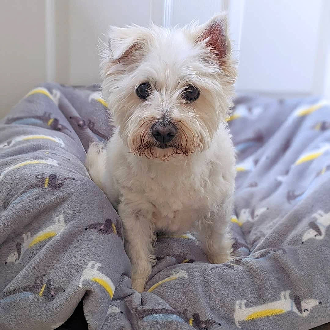 Max joined the competition — help win amazing prizes! biewer_terrier, canidae, carnivore, comfort, companion_dog, dog, dog_breed, dog_supply, fawn, non_sporting_group, small_terrier, snout, sporting_group, terrestrial_animal, terrier, toy_dog, working_animal, yorkipoo