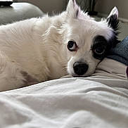 Penny joined the competition — help win amazing prizes! black_patch, canine, close_up, companion, couch, cute, dog, ears, fluffy, fur, indoor, lying_down, nose, pet, plant, portrait, relaxed, resting, soft_light, white_dog