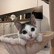 Athena a rejoint le concours — aidez-le/la à gagner de superbes lots ! kitten, cat, hammock, cat_tree, indoor, tile_floor, close_up, wide_eyes, whiskers, pink_nose, ears, paws, cozy, home_interior, kitchen_countertop, cabinets, microwave, pet_bed, curious, soft_texture