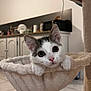 kitten, cat, hammock, cat_tree, indoor, tile_floor, close_up, wide_eyes, whiskers, pink_nose, ears, paws, cozy, home_interior, kitchen_countertop, cabinets, microwave, pet_bed, curious, soft_texture