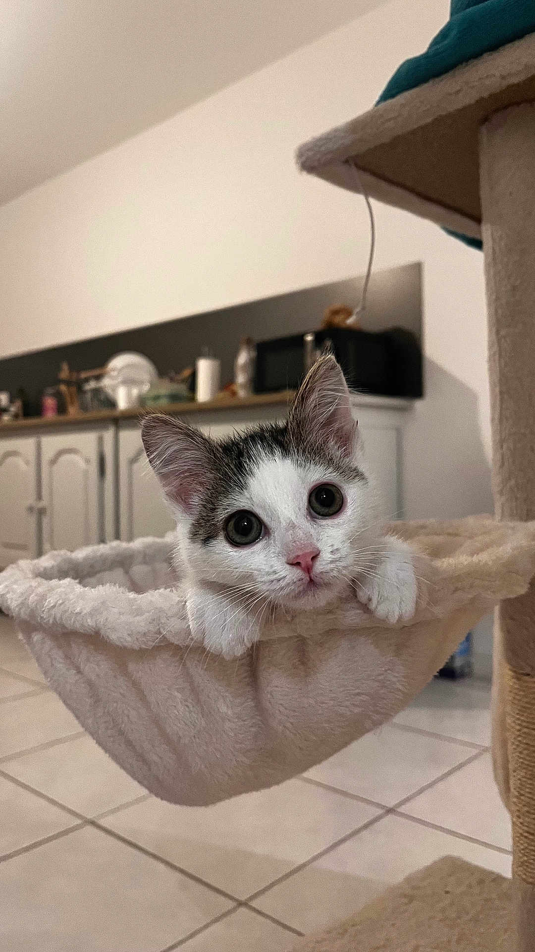 Athena a rejoint le concours — aidez-le/la à gagner de superbes lots ! kitten, cat, hammock, cat_tree, indoor, tile_floor, close_up, wide_eyes, whiskers, pink_nose, ears, paws, cozy, home_interior, kitchen_countertop, cabinets, microwave, pet_bed, curious, soft_texture