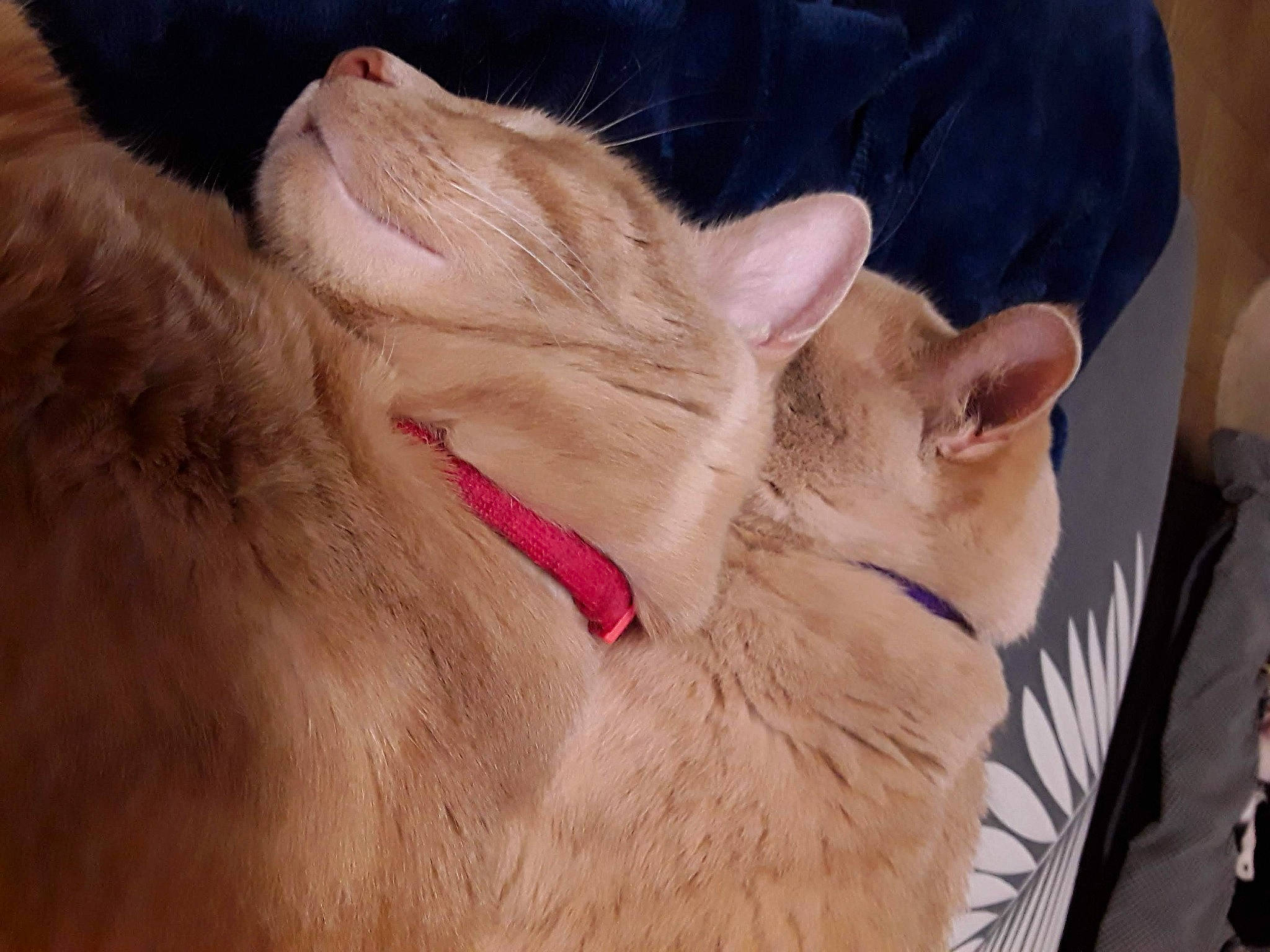 Bouba participe au concours pour gagner de l'argent avec cette photo : asian, carnivore, cat, ear, facial_expression, fawn, felidae, fur, mammal, nose, small_to_medium_sized_cats, snout, whiskers