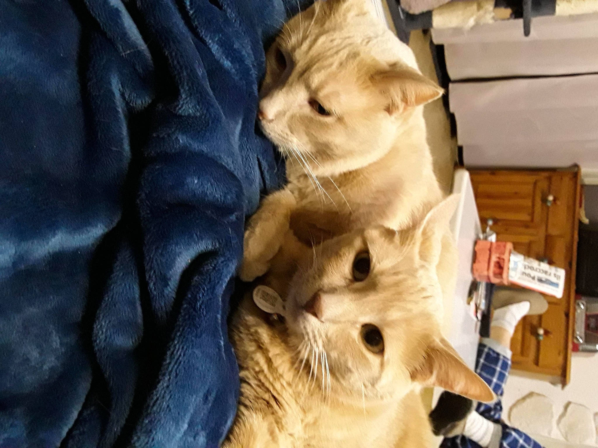 Bouba participe au concours pour gagner de l'argent avec cette photo : art, asian, carnivore, cat, domestic_short_haired_cat, european_shorthair, fawn, felidae, fur, kitten, sculpture, small_to_medium_sized_cats, tabby_cat, whiskers, wood