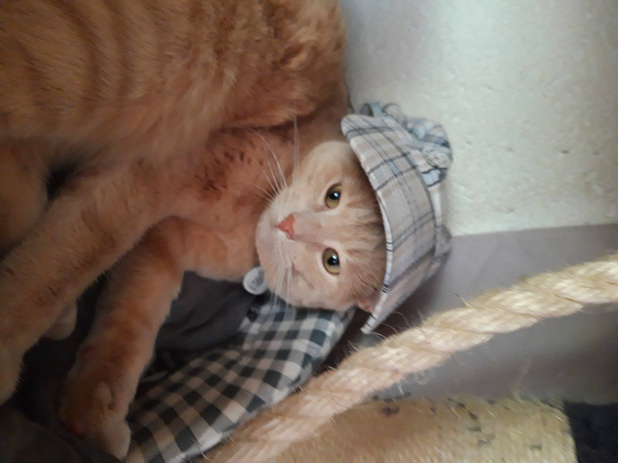 Bouba participe au concours pour gagner de l'argent avec cette photo : carnivore, cat, claw, european_shorthair, eye, fawn, felidae, fur, mammal, munchkin, paw, persian, scottish_fold, small_to_medium_sized_cats, snout, whiskers