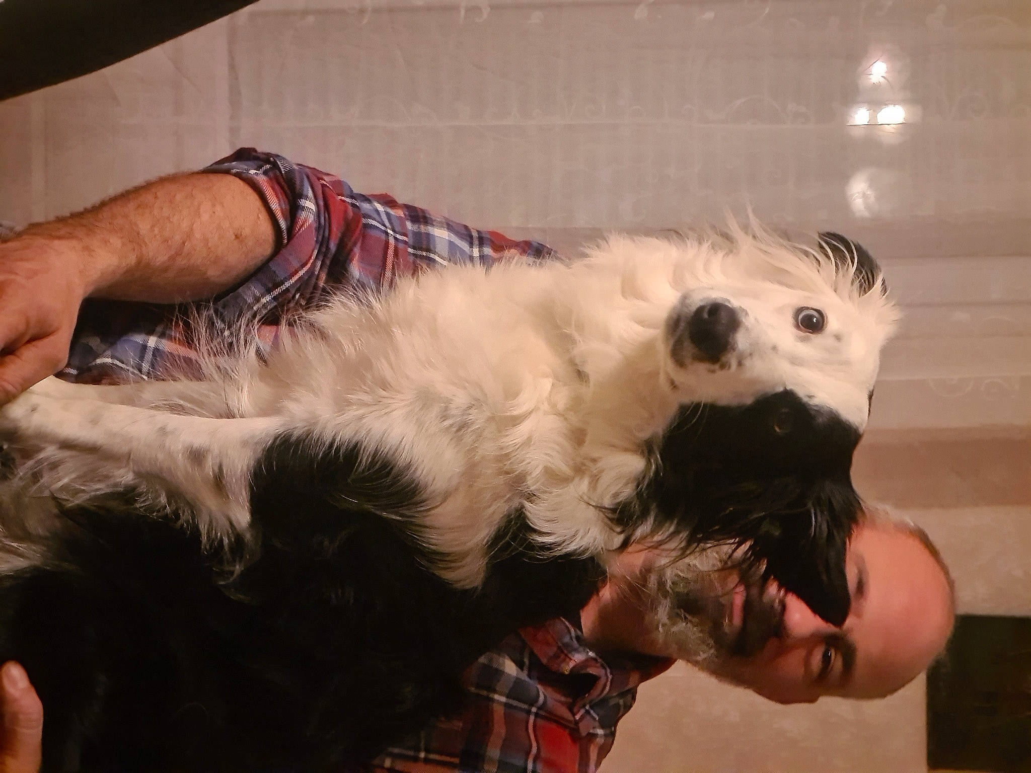 Phybie participe au concours pour gagner de l'argent avec cette photo : canidae, carnivore, comfort, companion_dog, dog_breed, felidae, fur, pattern, paw, plaid, puppy_love, small_terrier, small_to_medium_sized_cats, snout, sporting_group, tail, tartan, terrier, toy_dog, whiskers