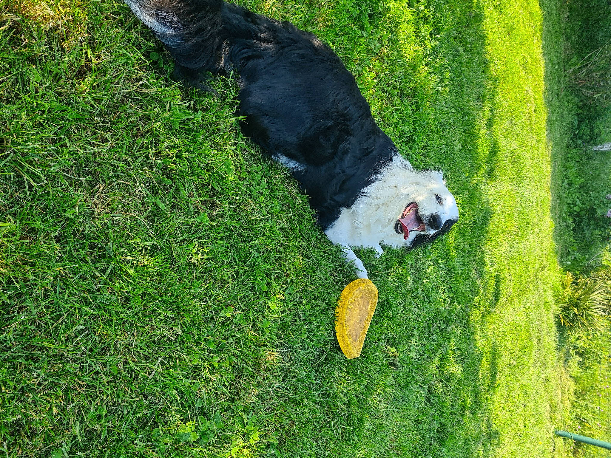 Phybie participe au concours pour gagner de l'argent avec cette photo : ball, canidae, carnivore, companion_dog, dog, dog_breed, grass, grass_family, grassland, groundcover, herding_dog, lawn, leisure, pasture, plant, shrub, tail, terrier, tree, working_dog