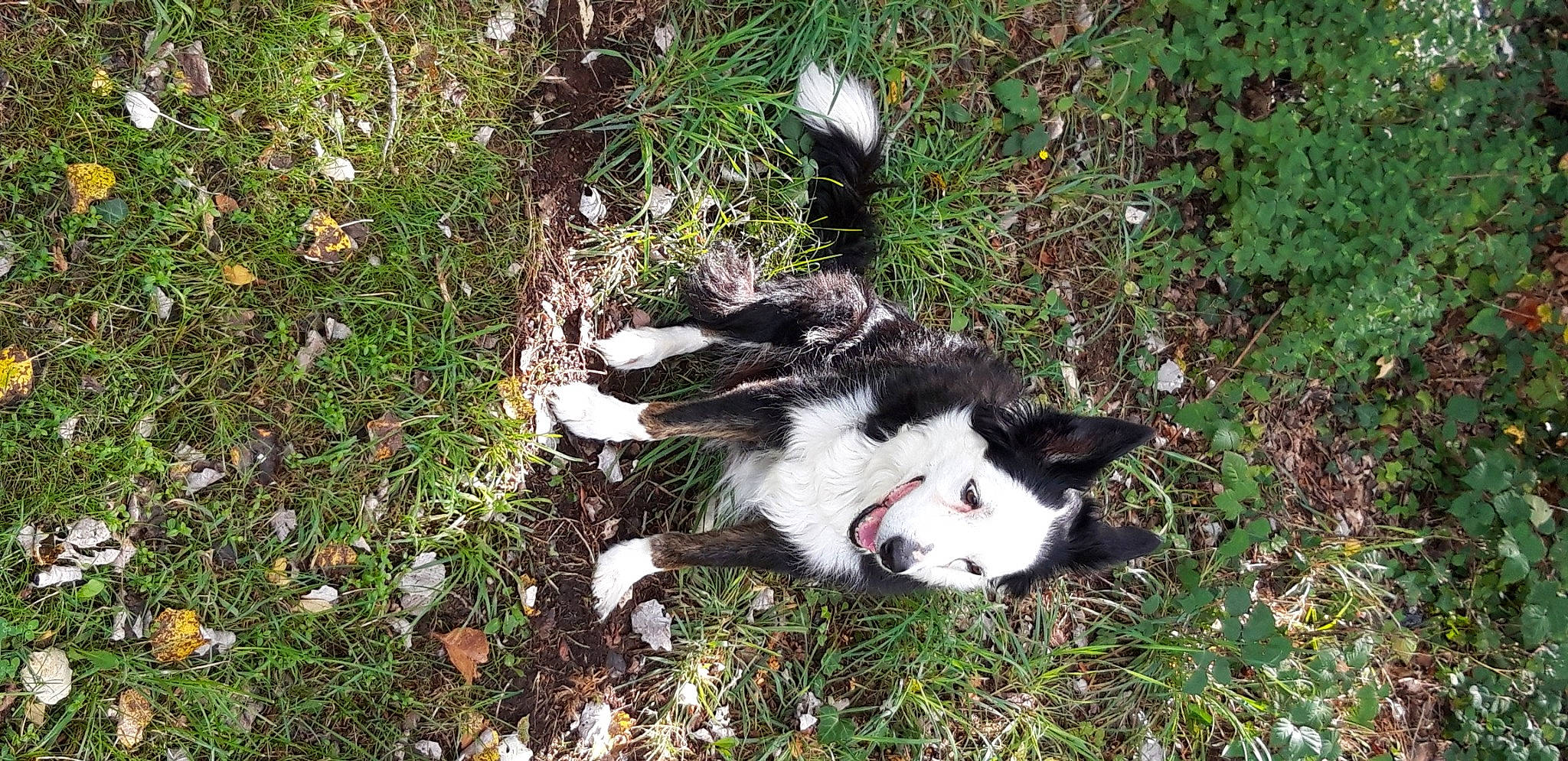 Chipsie participe au concours pour gagner de l'argent avec cette photo : border_collie, canidae, carnivore, dog, dog_breed, grass, laika, mammal