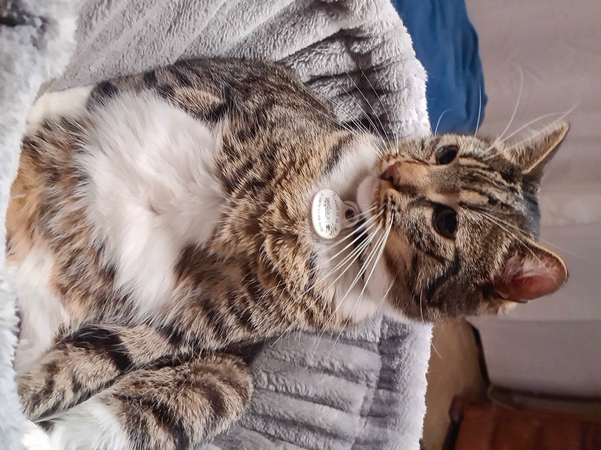 Tigrou participe au concours pour gagner de l'argent avec cette photo : carnivore, cat, claw, close_up, comfort, domestic_short_haired_cat, fang, felidae, fur, nap, paw, small_to_medium_sized_cats, snout, terrestrial_animal, whiskers, wildlife