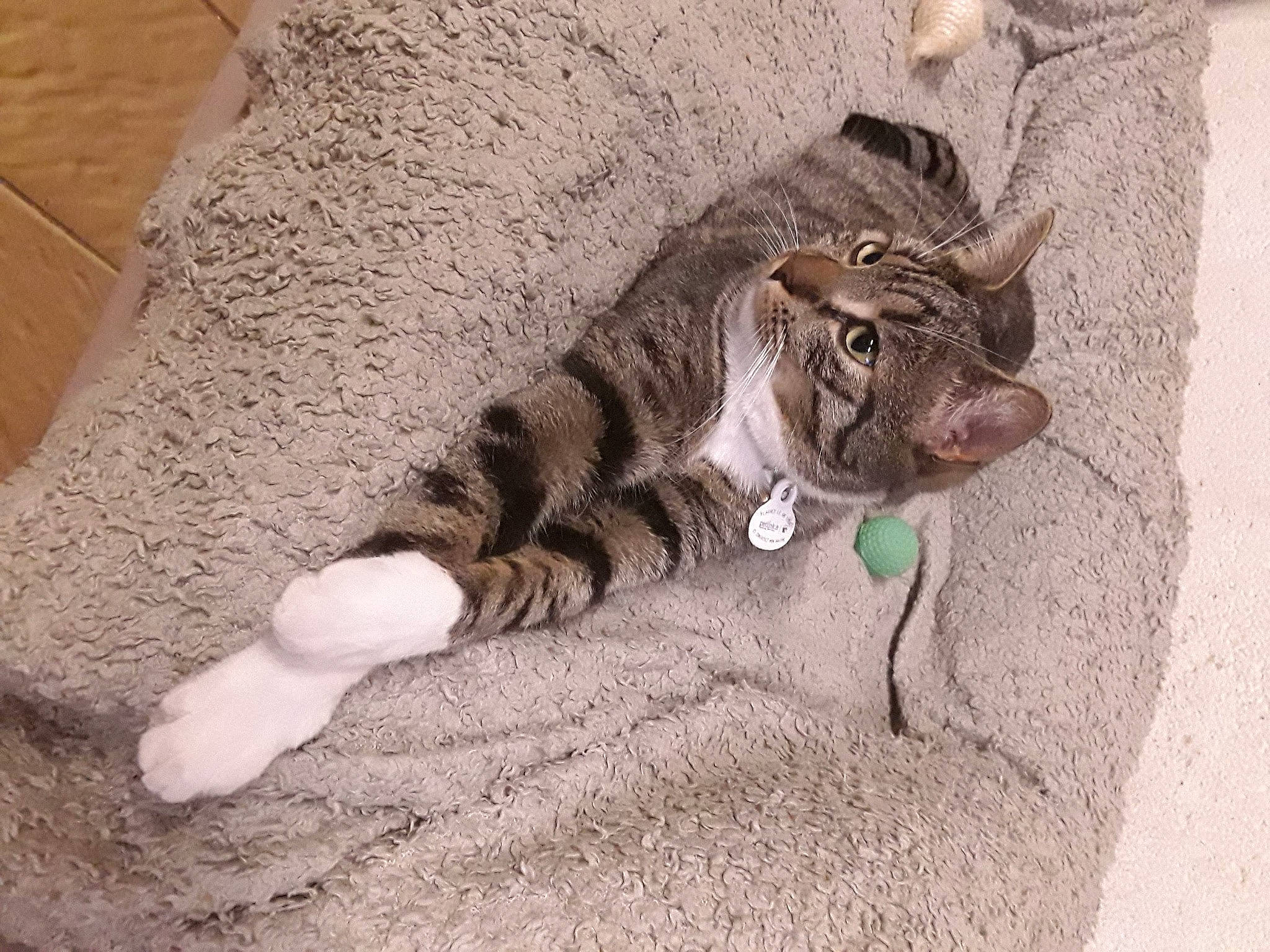 Tigrou participe au concours pour gagner de l'argent avec cette photo : carnivore, cat, claw, domestic_short_haired_cat, european_shorthair, fawn, felidae, fur, kitten, paw, polydactyl_cat, small_to_medium_sized_cats, tabby_cat, tail, whiskers