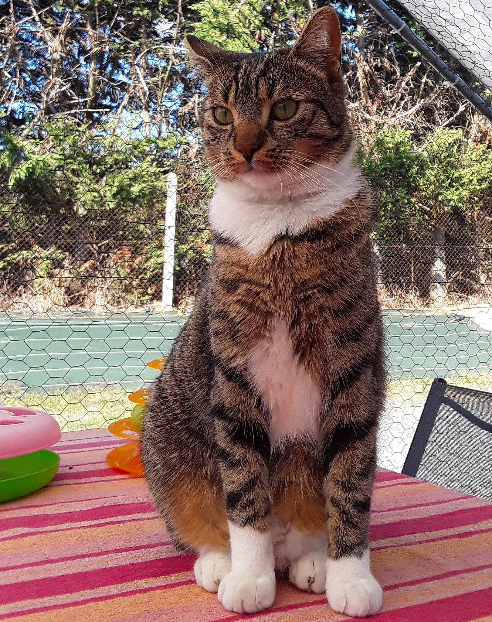 Tigrou participe au concours pour gagner de l'argent avec cette photo : carnivore, cat, claw, domestic_short_haired_cat, fawn, felidae, foot, fur, grass, outdoor_furniture, paw, plant, sitting, small_to_medium_sized_cats, snout, tail, terrestrial_animal, tree, whiskers, wildlife