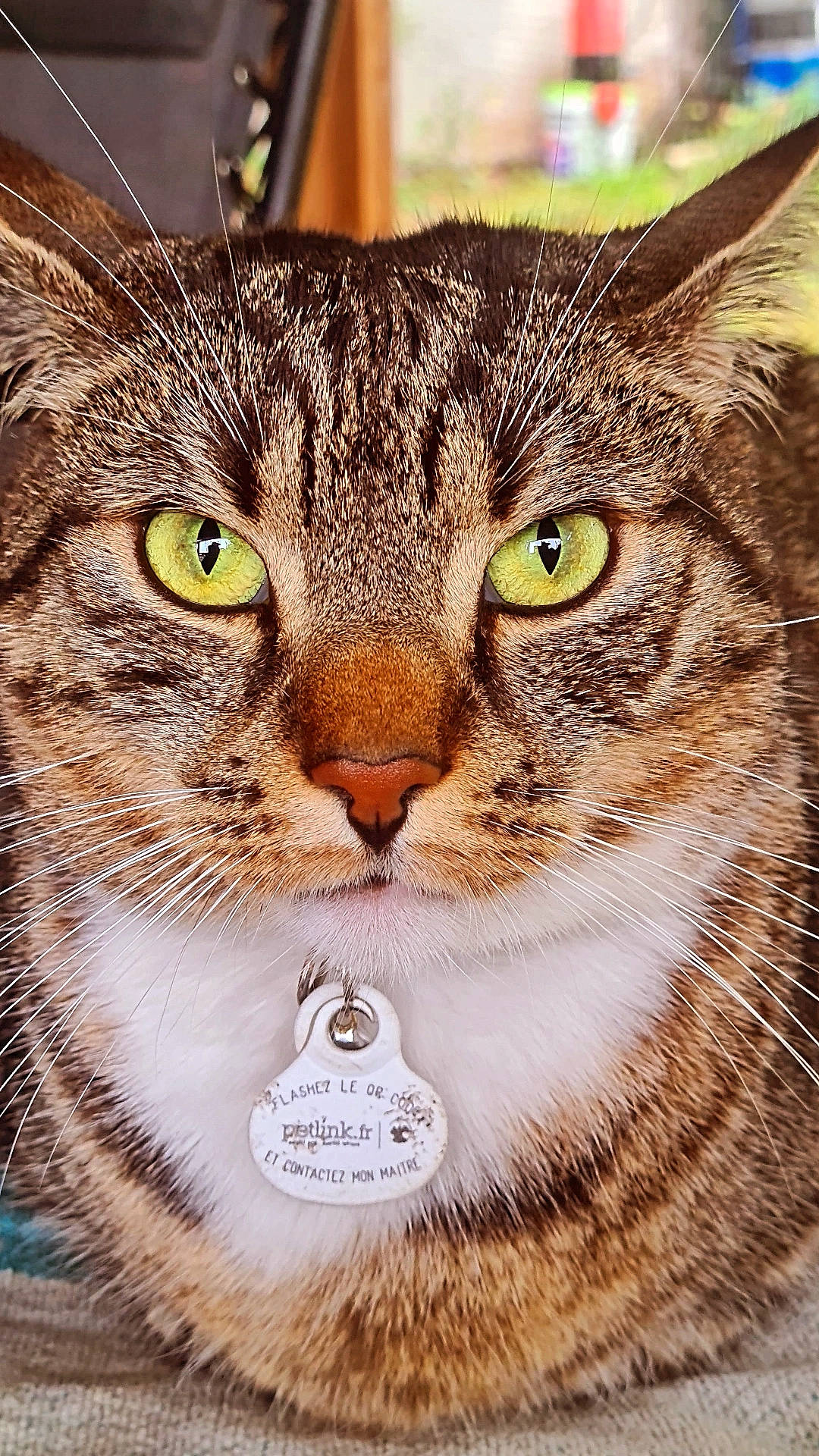 Tigrou participe au concours pour gagner de l'argent avec cette photo : carnivore, cat, close_up, domestic_short_haired_cat, eyelash, felidae, fur, grass, iris, photo_caption, small_to_medium_sized_cats, snout, terrestrial_animal, whiskers, wildlife