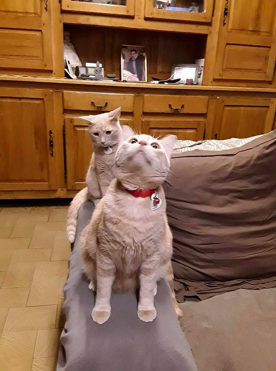 Les Jumeaux a rejoint le concours — aidez-le/la à gagner de superbes lots ! canidae, carnivore, cat, domestic_short_haired_cat, fawn, felidae, mammal, small_to_medium_sized_cats, snout, whiskers