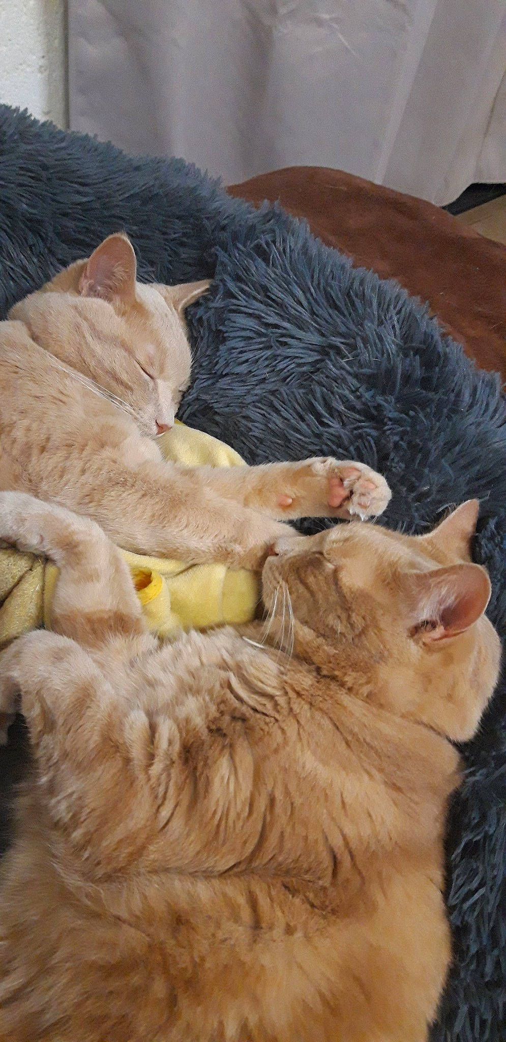 Les Jumeaux a rejoint le concours — aidez-le/la à gagner de superbes lots ! asian, british_shorthair, carnivore, cat, claw, domestic_short_haired_cat, european_shorthair, fawn, felidae, fur, german_rex, kitten, mammal, paw, small_to_medium_sized_cats, snout, somali, vertebrate, whiskers