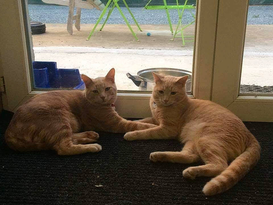 Les Jumeaux participe au concours pour gagner de l'argent avec cette photo : asian, carnivore, cat, domestic_short_haired_cat, fawn, felidae, german_rex, kitten, mammal, paw, small_to_medium_sized_cats, vertebrate, whiskers