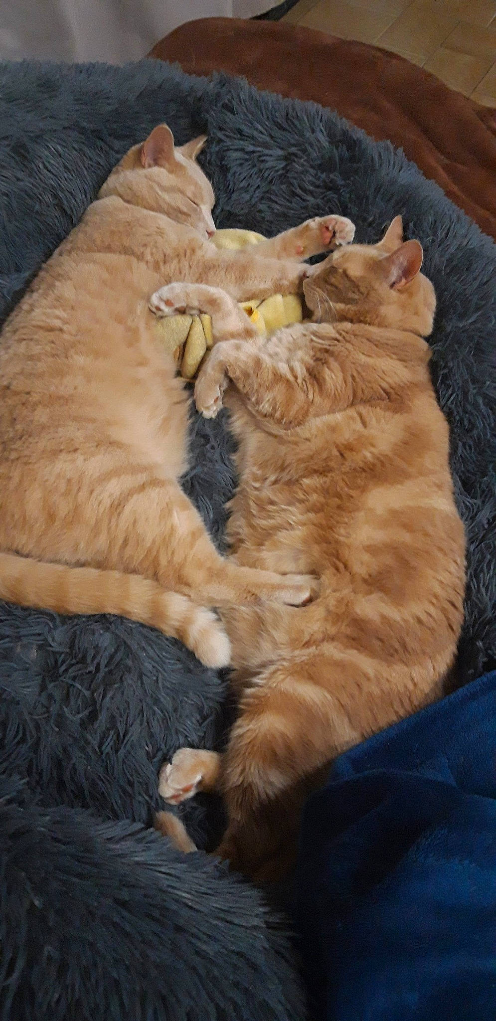 Les Jumeaux participe au concours pour gagner de l'argent avec cette photo : british_shorthair, carnivore, cat, claw, european_shorthair, fawn, felidae, fur, german_rex, kitten, mammal, paw, small_to_medium_sized_cats, tabby_cat, whiskers