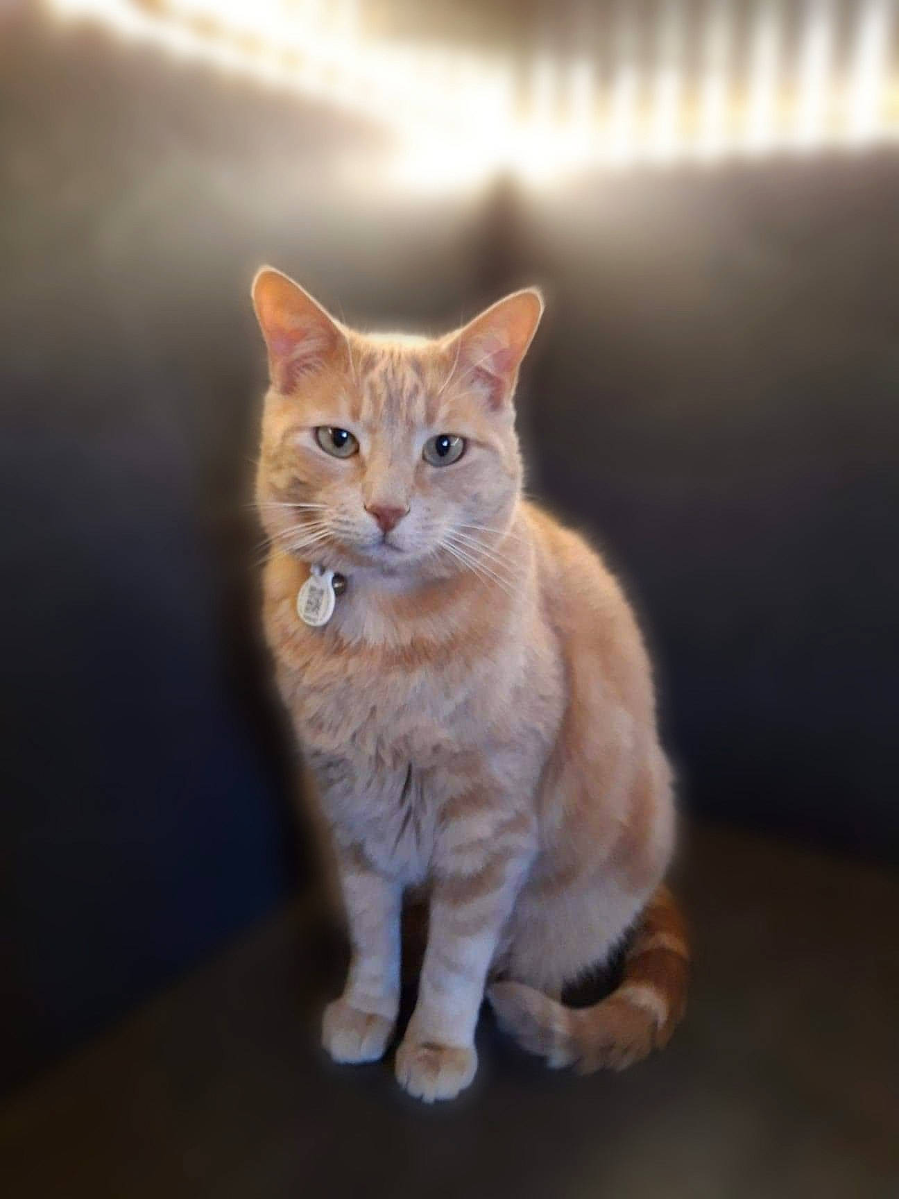 Alf a rejoint le concours — aidez-le/la à gagner de superbes lots ! aegean_cat, american_wirehair, arabian_mau, asian, australian_mist, carnivore, cat, cymric, domestic_short_haired_cat, european_shorthair, fawn, felidae, german_rex, kitten, mammal, ojos_azules, small_to_medium_sized_cats, tabby_cat, vertebrate, whiskers