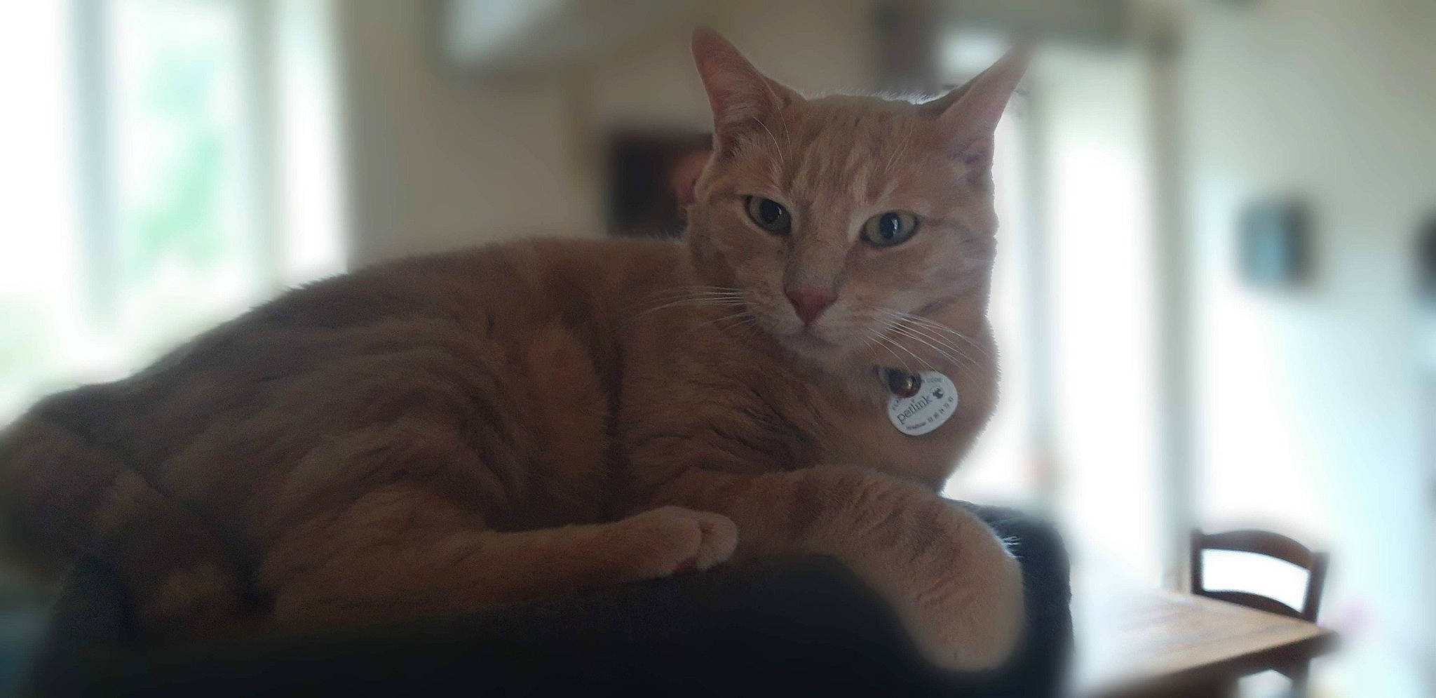 Alf participe au concours pour gagner de l'argent avec cette photo : aegean_cat, asian, australian_mist, carnivore, cat, domestic_short_haired_cat, ear, european_shorthair, eye, felidae, mammal, ojos_azules, small_to_medium_sized_cats, snout, tabby_cat, vertebrate, whiskers