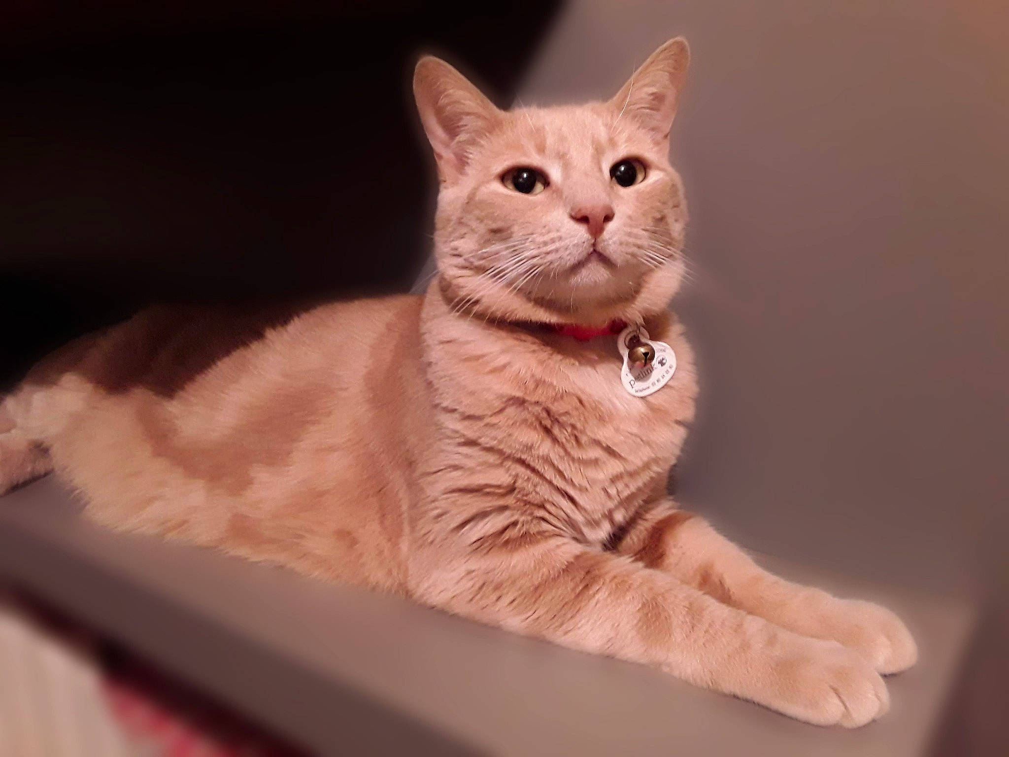 Alf participe au concours pour gagner de l'argent avec cette photo : aegean_cat, american_wirehair, arabian_mau, asian, australian_mist, carnivore, cat, domestic_short_haired_cat, ear, european_shorthair, fawn, felidae, german_rex, kitten, mammal, paw, polydactyl_cat, small_to_medium_sized_cats, vertebrate, whiskers