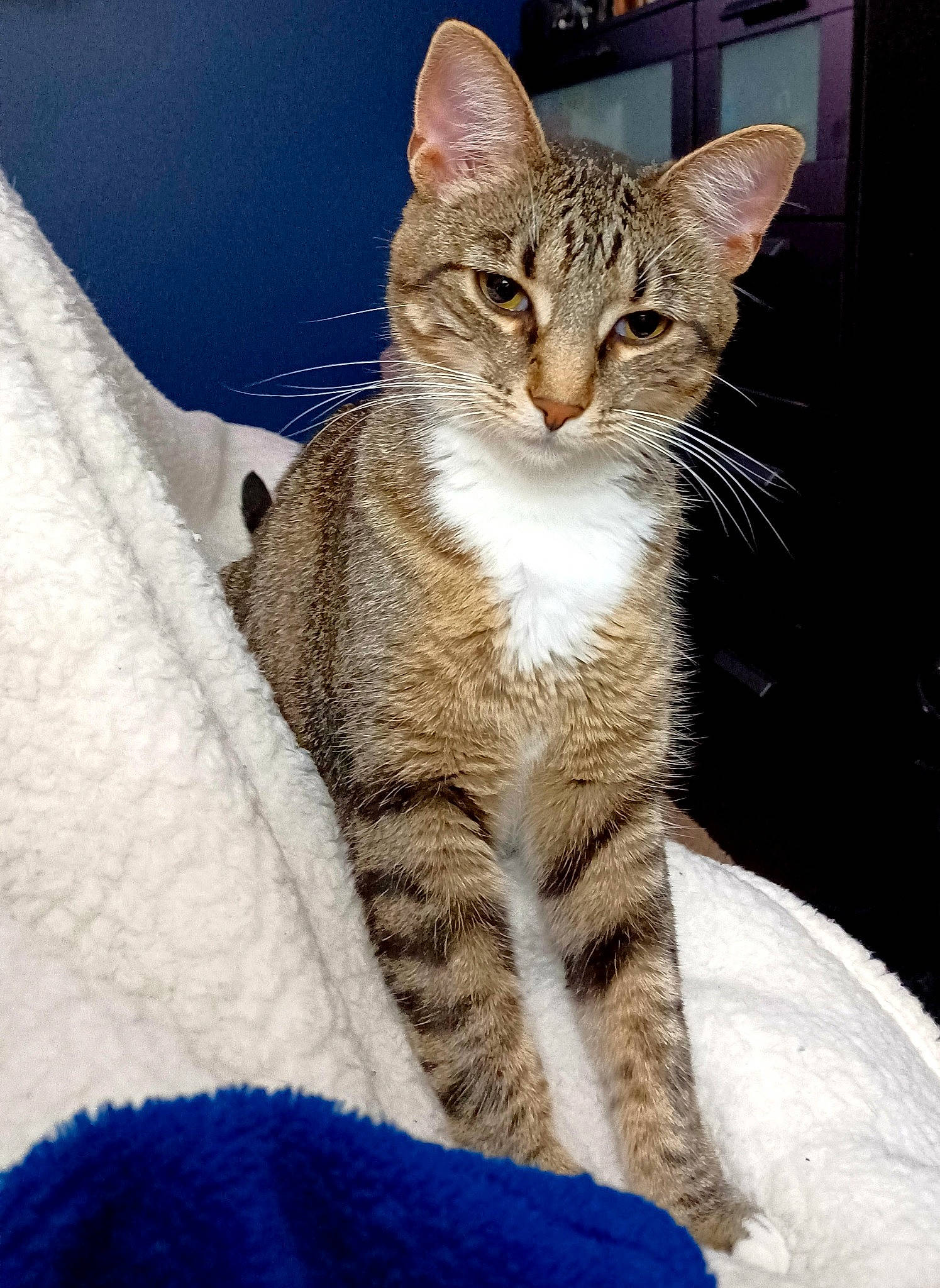 Bean is registered to the contest to win money with this photo: carnivore, cat, comfort, domestic_short_haired_cat, eye, felidae, fur, hair, head, paw, sitting, small_to_medium_sized_cats, snout, snow, tail, terrestrial_animal, tree, whiskers, wildlife, window