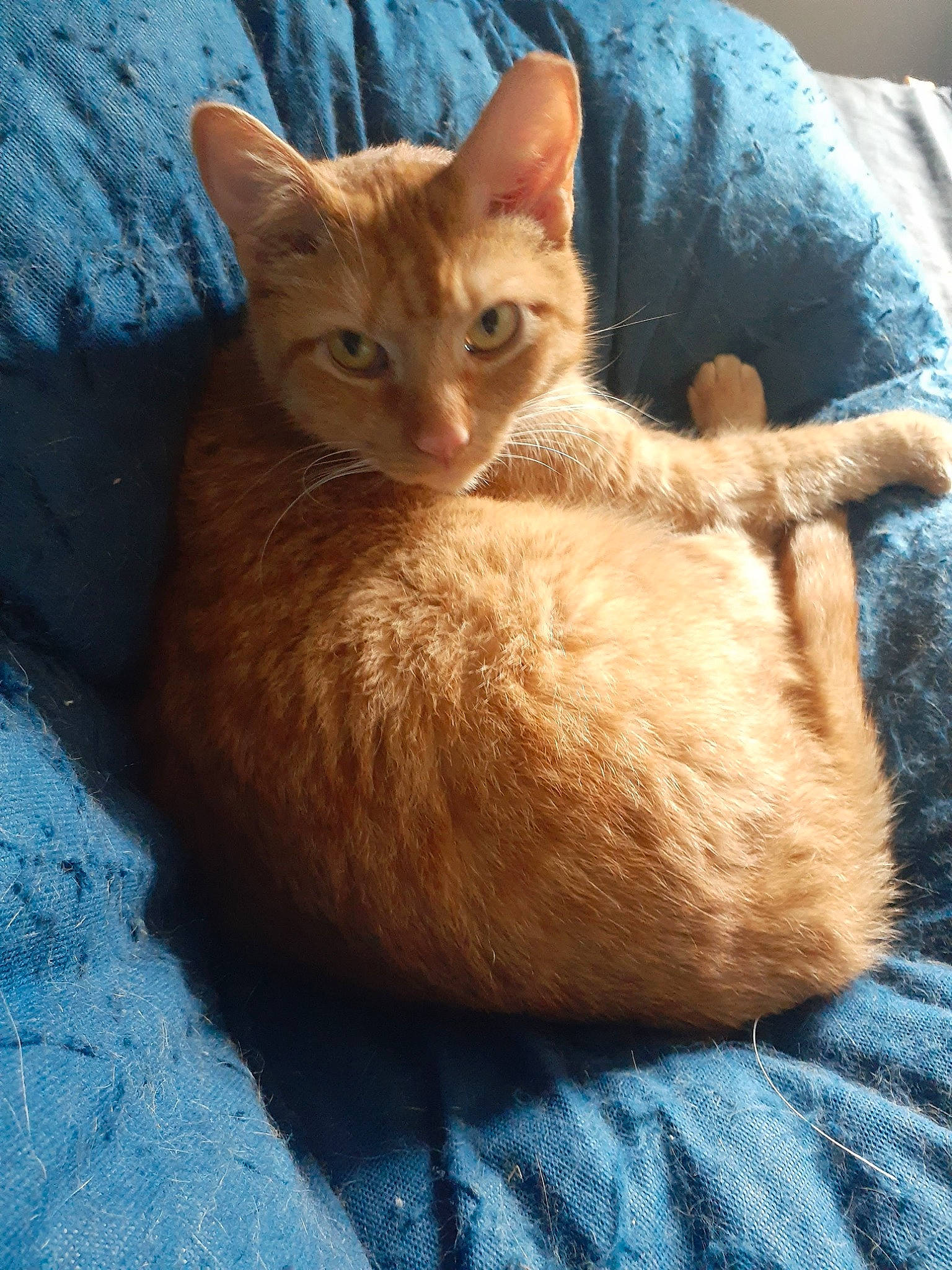 Vladimir is registered to the contest to win money with this photo: blue, carnivore, cat, cat_furniture, cat_supply, claw, comfort, domestic_short_haired_cat, eye, fawn, felidae, fur, paw, sitting, small_to_medium_sized_cats, snout, tail, tree, whiskers, wood