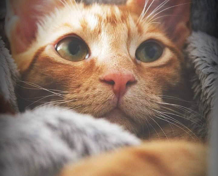 Vladimir is registered to the contest to win money with this photo: carnivore, cat, comfort, domestic_short_haired_cat, ear, eye, eyelash, fawn, felidae, fur, head, human_body, iris, paw, small_to_medium_sized_cats, snout, terrestrial_animal, whiskers, wrinkle