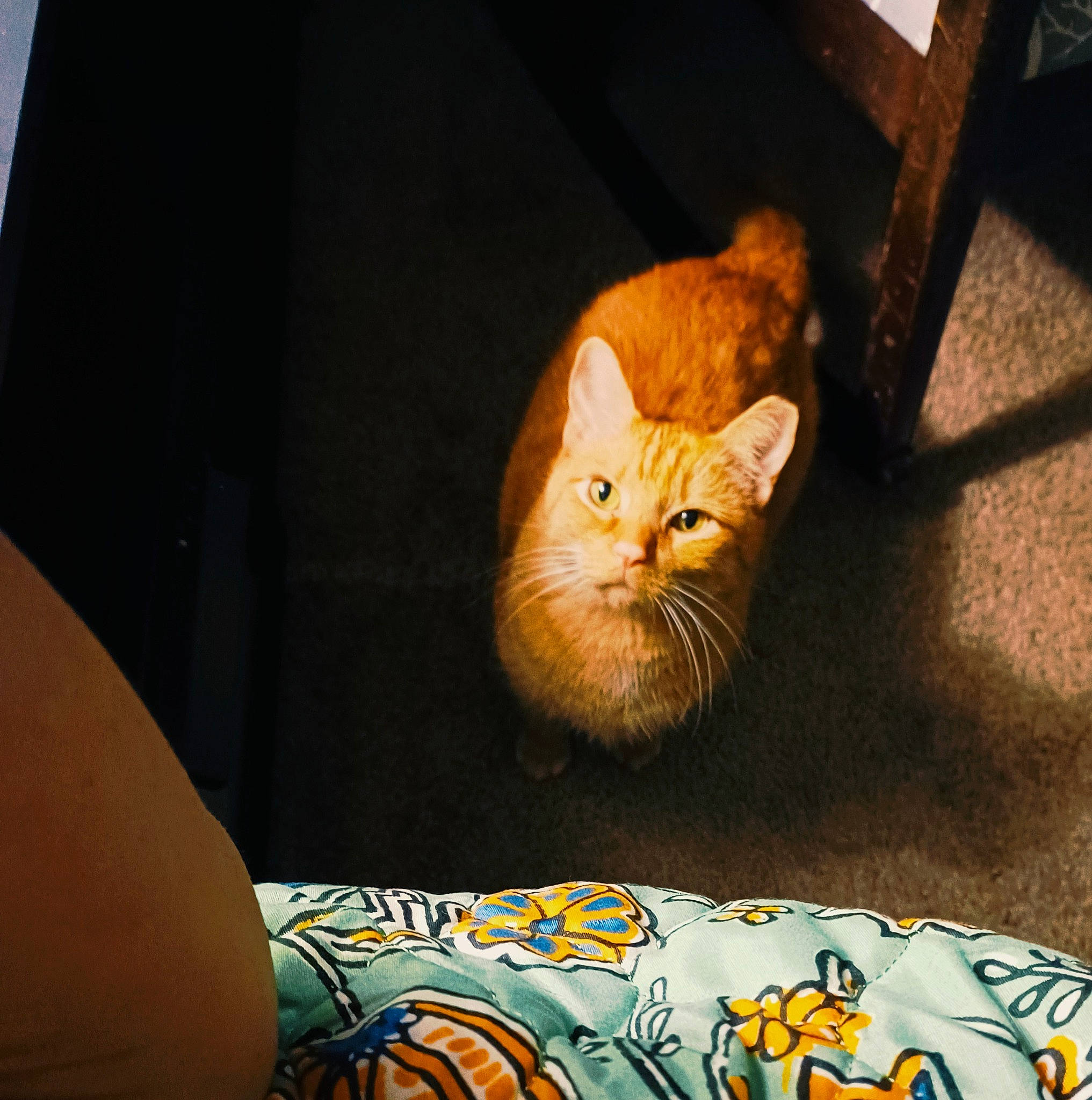 Vladimir is registered to the contest to win money with this photo: carnivore, cat, cat_supply, chair, comfort, couch, domestic_short_haired_cat, fawn, felidae, fur, paw, plant, sitting, small_to_medium_sized_cats, snout, tail, textile, whiskers, window, wood