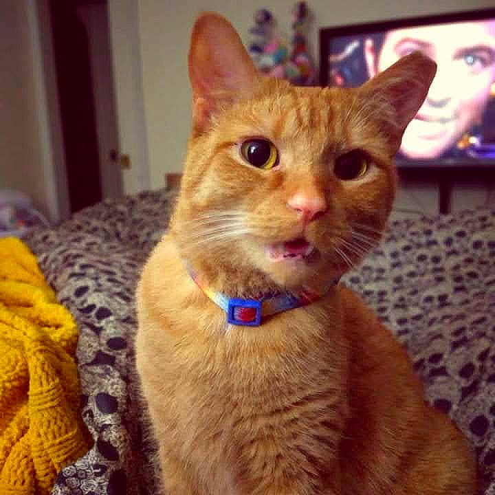 Vladimir is registered to the contest to win money with this photo: carnivore, cat, comfort, domestic_short_haired_cat, fawn, felidae, fur, paw, photo_caption, sitting, small_to_medium_sized_cats, square, tail, whiskers, woolen, woven_fabric