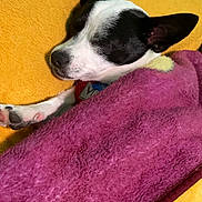 Casper is registered to the contest to win money with this photo: carmine, carnivore, collar, comfort, companion_dog, dog, dog_breed, dog_supply, fur, linens, magenta, non_sporting_group, pet_supply, purple, snout, working_animal