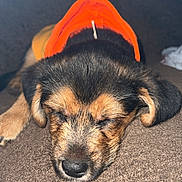 Jake is registered to the contest to win money with this photo: puppy, dog, sleeping, hoodie, orange_clothing, brown_couch, cozy, pet, closeup, fur, animal, domestic_animal, cute, resting, indoor, young_dog, adorable, snout, ears, relaxation