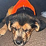 puppy, dog, sleeping, hoodie, orange_clothing, brown_couch, cozy, pet, closeup, fur, animal, domestic_animal, cute, resting, indoor, young_dog, adorable, snout, ears, relaxation