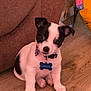 Casper is registered to the contest to win money with this photo: boston_terrier, canidae, carnivore, companion_dog, couch, dog, dog_breed, fawn, flooring, fur, hardwood, paw, snout, sporting_group, tail, terrestrial_animal, toy_dog, whiskers, wood, working_animal