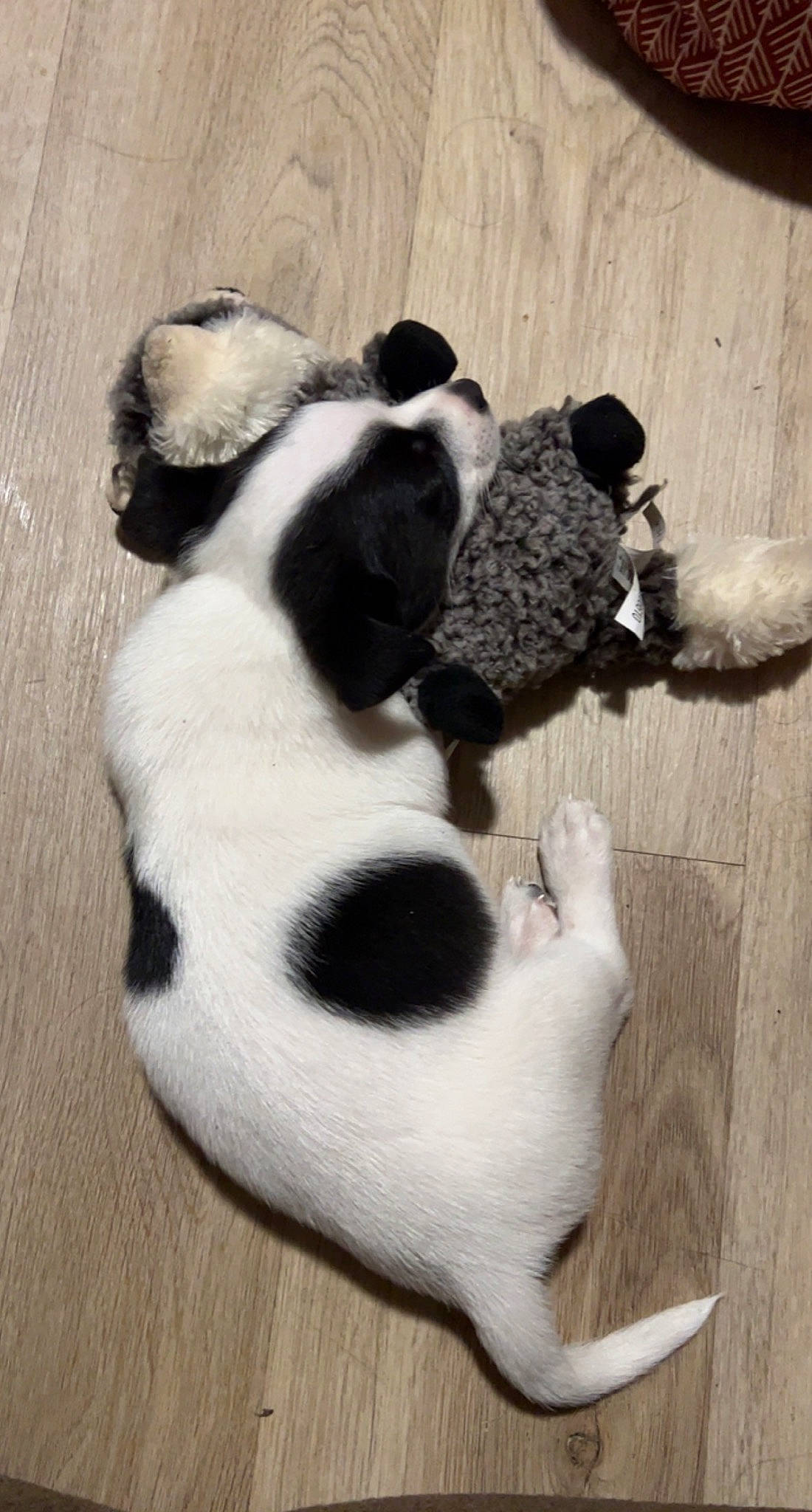 Casper joined the competition — help win amazing prizes! bored, canidae, carnivore, comfort, companion_dog, dog, dog_breed, fawn, fur, natural_material, non_sporting_group, paw, pet_supply, snout, sporting_group, tail, terrestrial_animal, toy, wood, working_animal