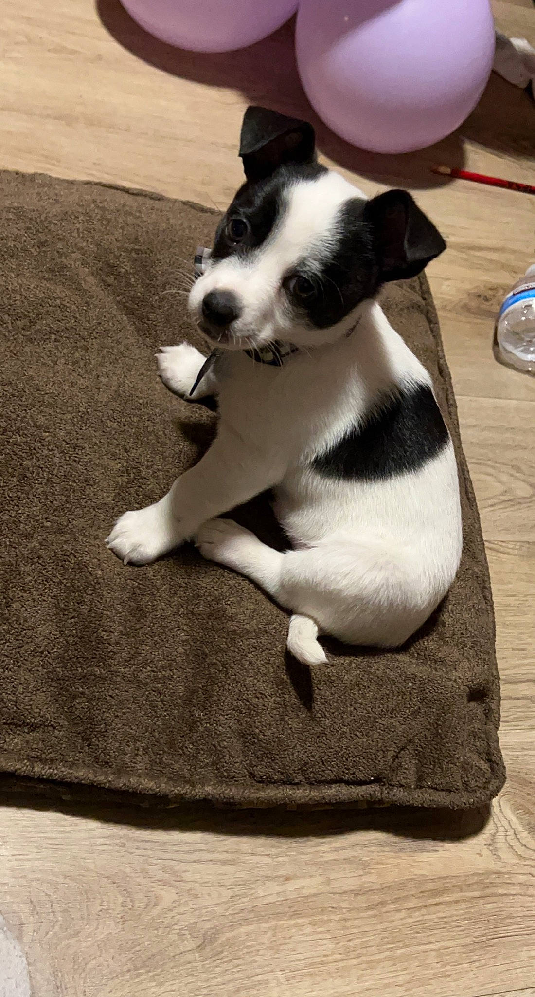 Casper is registered to the contest to win money with this photo: canidae, carnivore, collar, comfort, companion_dog, dog, dog_breed, dog_supply, fawn, fur, grey, human_leg, kitchen_utensil, linens, paw, sporting_group, tail, whiskers, working_animal, working_dog