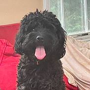 Molly is registered to the contest to win money with this photo: dog, black_dog, curly_fur, tongue_out, pet, indoor, couch, red_couch, window, blanket, happy, smiling, fur, animal, domestic_animal, companion, cute, friendly, sitting, home