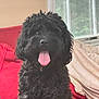 dog, black_dog, curly_fur, tongue_out, pet, indoor, couch, red_couch, window, blanket, happy, smiling, fur, animal, domestic_animal, companion, cute, friendly, sitting, home